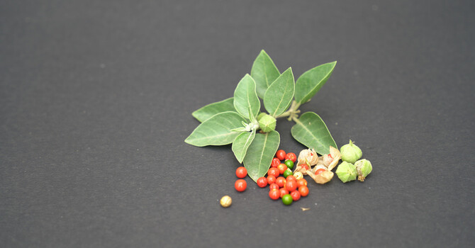 Adaptogens Explained image